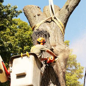 Arbor Ace Tree Service