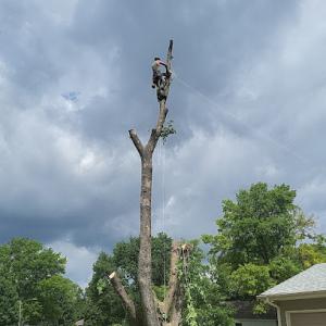 Over the Top Tree Service