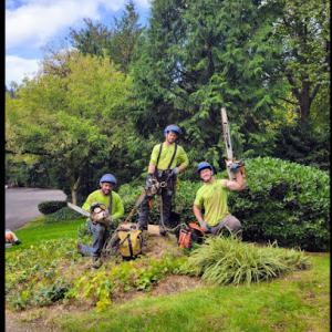 Cascade Tree Care