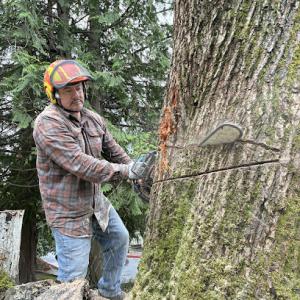 The Climber Tree Service