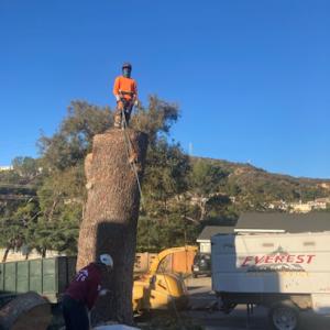 Everest Tree Service