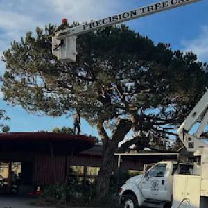 Precision Tree Care