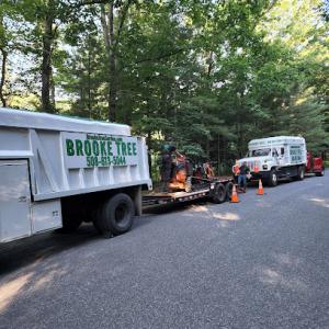 Brooke Tree Service