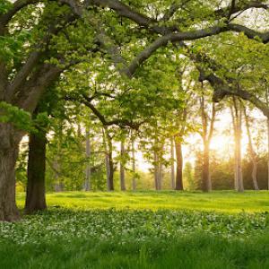 AAA Tree Experts