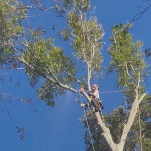 Wilkinson Tree Services
