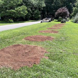 Carolina Roots Stump Grinding