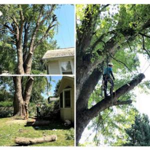 Pro Tree Care & Landscaping – Linda Johns
