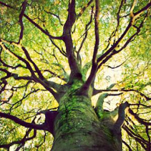 C&W Tree & Landscape