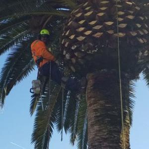 Alvarado Tree Service