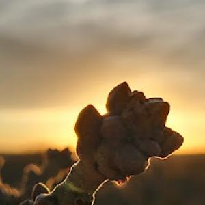 fayettesaws tree services