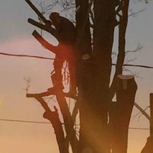 Red Squirrel Tree Services