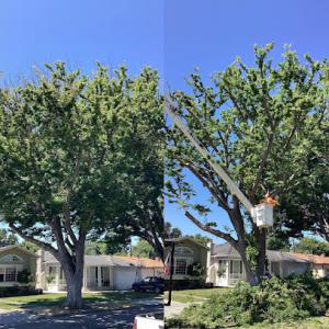 Oscar's Expert Tree Services