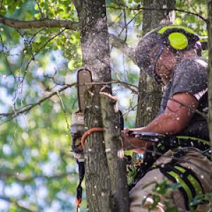 Timber Lane Tree Service