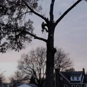 Hawkeye Tree Service