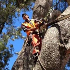 Hallelujah Tree Service