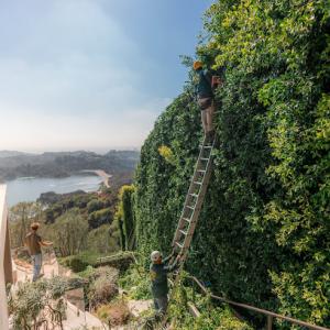 Bay Cities Tree Preservation