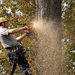 5 Star Tree Service