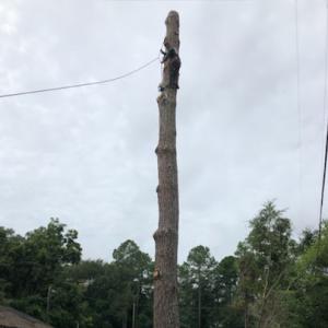 Advance Tree Service
