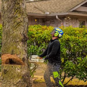 Fuller Tree Care