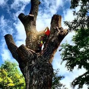 Ryan's Professional Tree Care