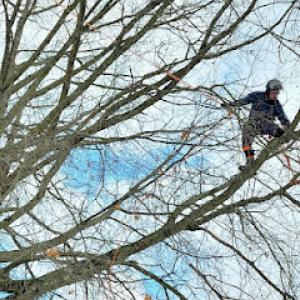 Arborist Solutions