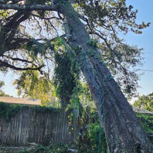 Capital Tree Service