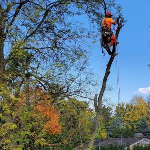 Midwest Tree Removal