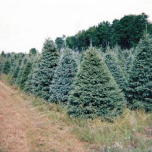 Paul LaTorre's Christmas Tree Lot