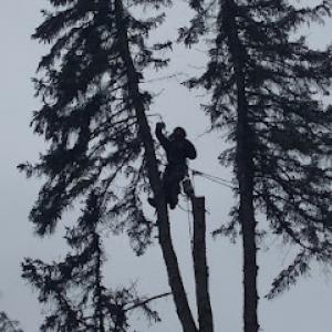 MICHIGAN Good Ol' Boys Tree Service