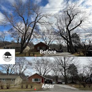 Steve’s Trees & Contracting