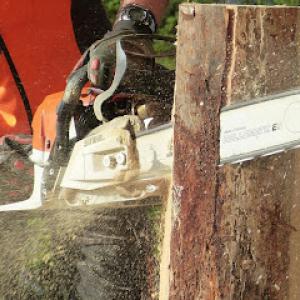 Palm Beach Tree Care