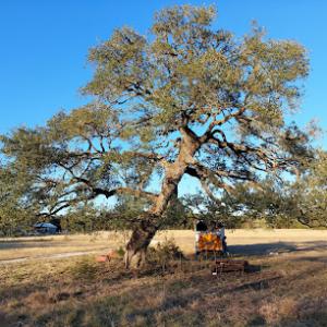 Boerne Tree Service Pros