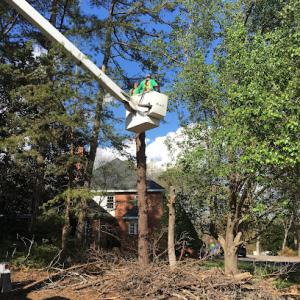 Thumbs Up Tree Service