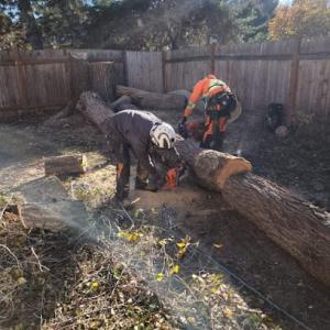 Tapson's Tree Service