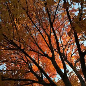 Eagle Peak Tree Care