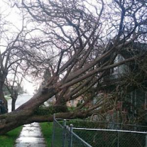 Family Tree Care - Tree Services by Certified Arborists