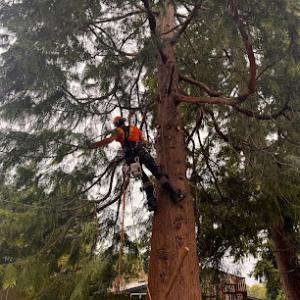 Madrona Tree Care