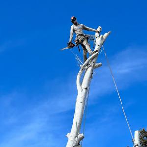 Green Saw Tree Service