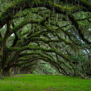 Yoder's Tree Service