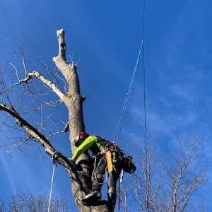 Specialized Rigging & Tree Care