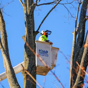 Paulo Landscaping & Tree Removal