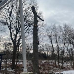 Diamond Tree Service