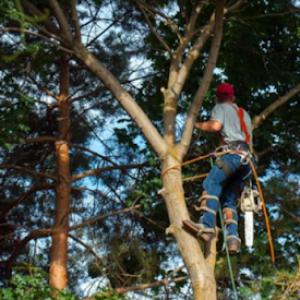 Celtic Tree & Landscape