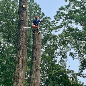 E. Sanchez Tree services