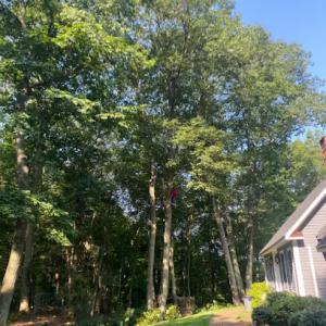 S&E Tree Service