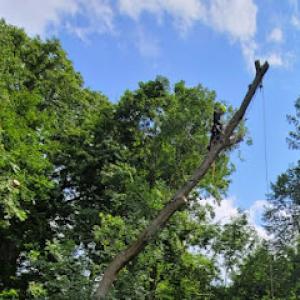 JNP Tree Removal