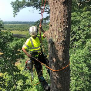 Green Shield Tree Service
