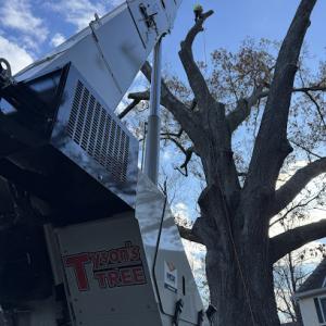 Tyson's Tree Service
