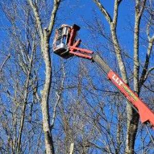 LLT Landscaping & Tree Services.