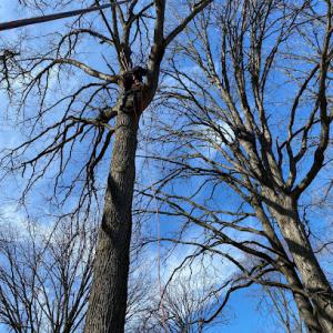 Quinonez Brothers Tree Service